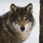 arquétipo do lobo
