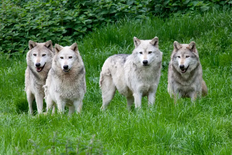 arquétipo do lobo