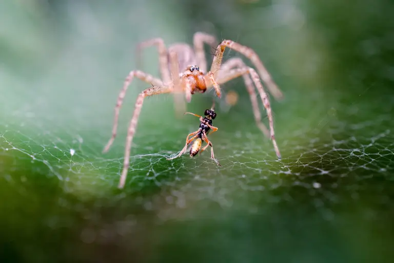 sonhar com aranha
