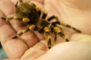 sonhar com aranha