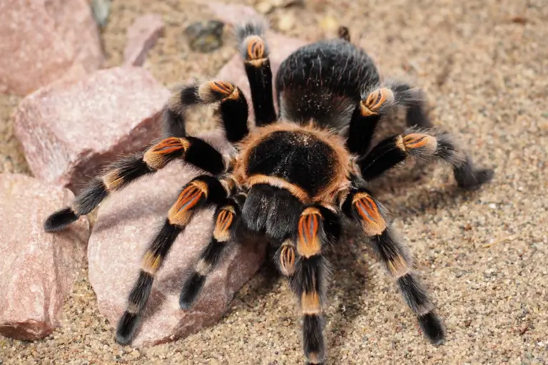 sonhar com aranha