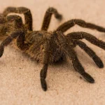 sonhar com aranha