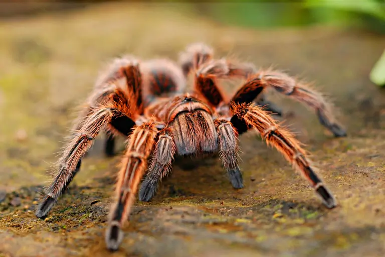 sonhar com aranha