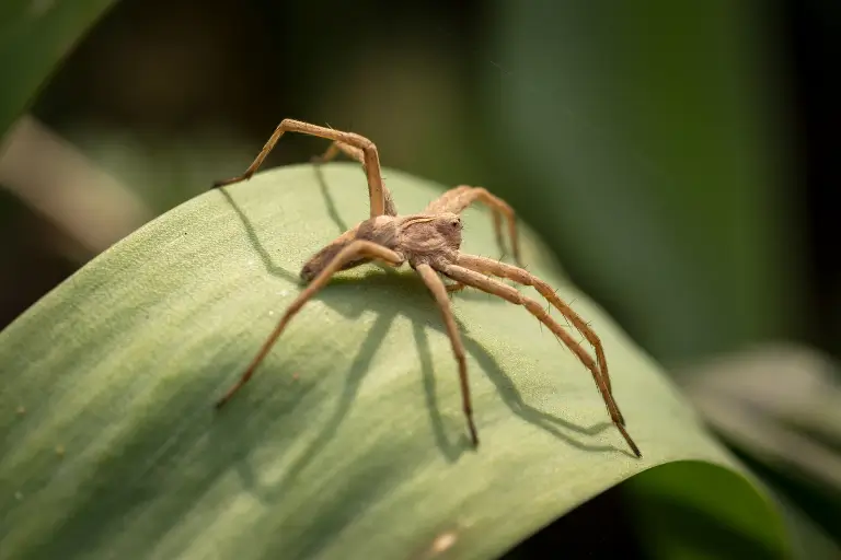sonhar com aranha