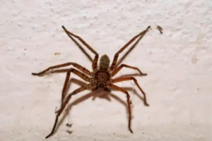 sonhar com aranha