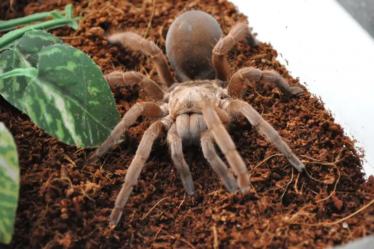 sonhar com aranha