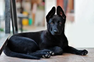 sonhar com cachorro