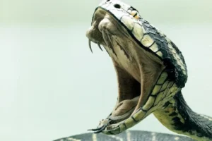sonhar com cobra