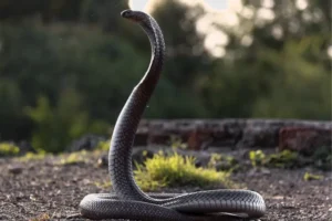 sonhar com cobra