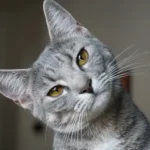 sonhar com gato