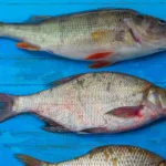 sonhar com peixe