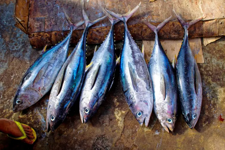 sonhar com peixe