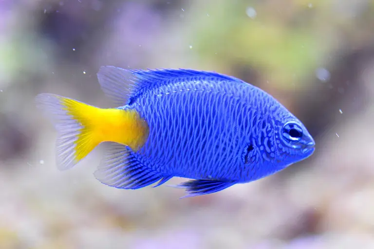 sonhar com peixe
