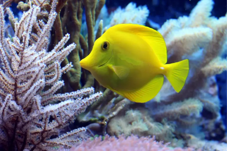 sonhar com peixe