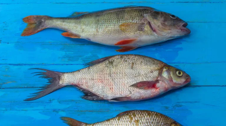 sonhar com peixe