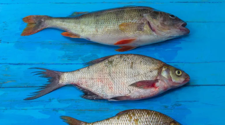 sonhar com peixe
