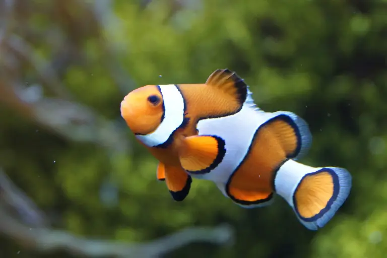 sonhar com peixe