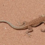 sonhar com lagarto