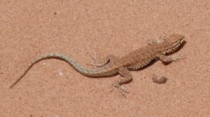 sonhar com lagarto