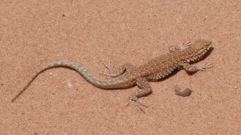 sonhar com lagarto