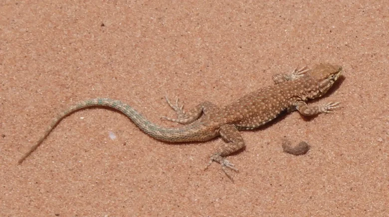 sonhar com lagarto